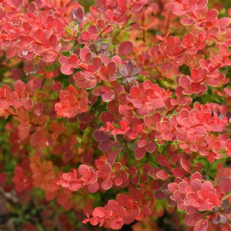 burberry wood|berberis shrub varieties.